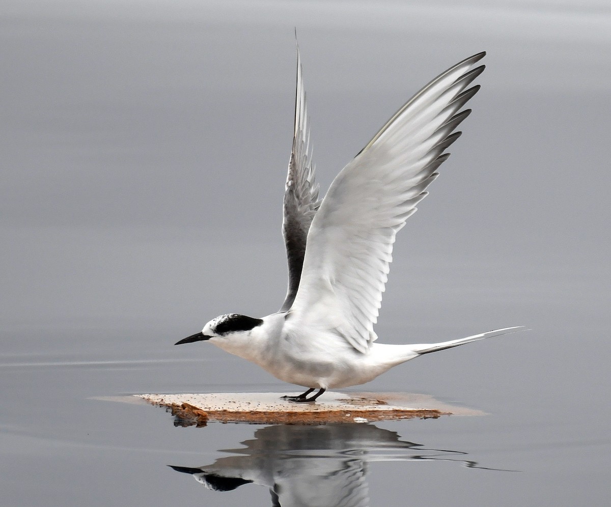 Arctic Tern - Daniel Murphy