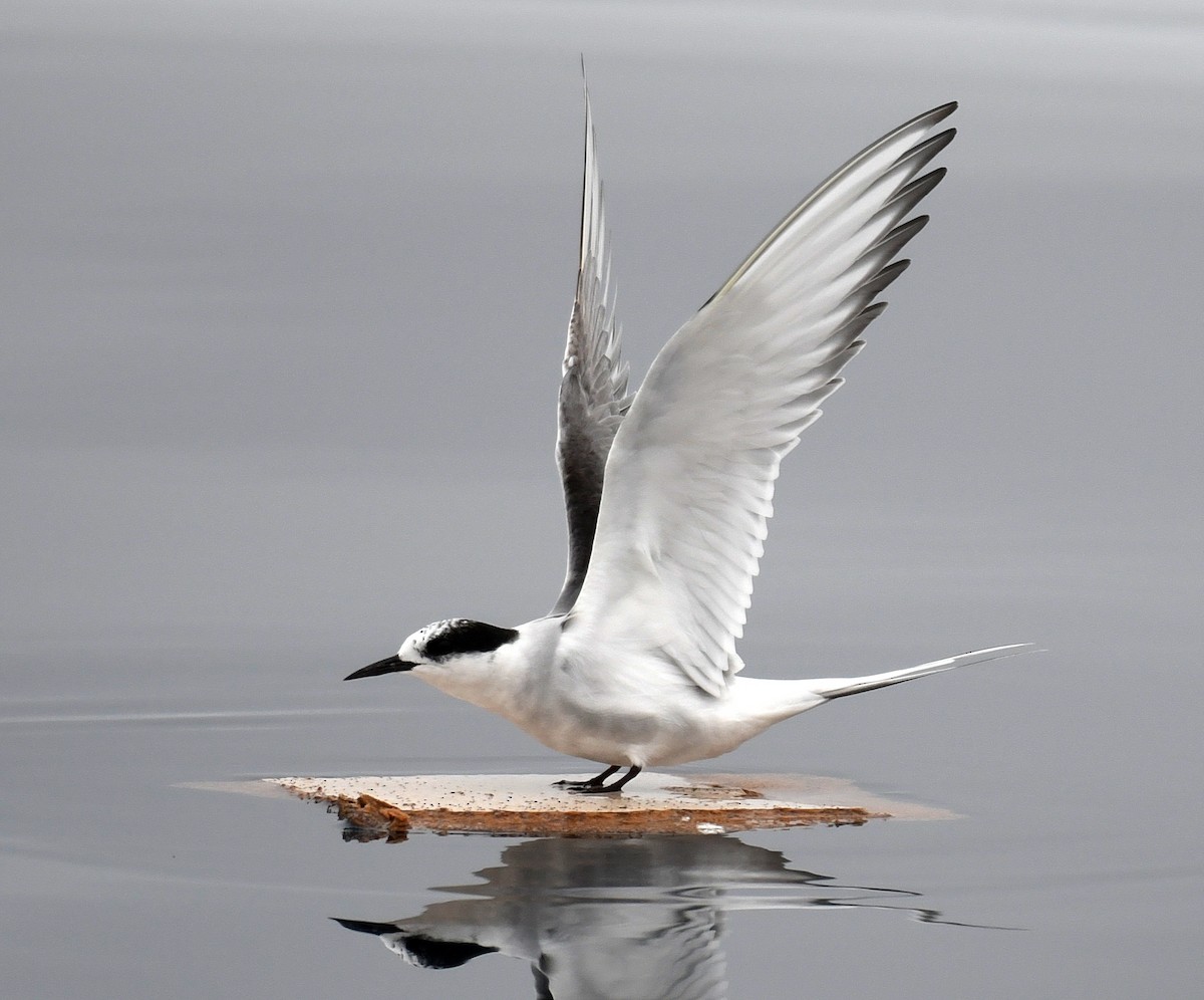 Arctic Tern - ML33057801