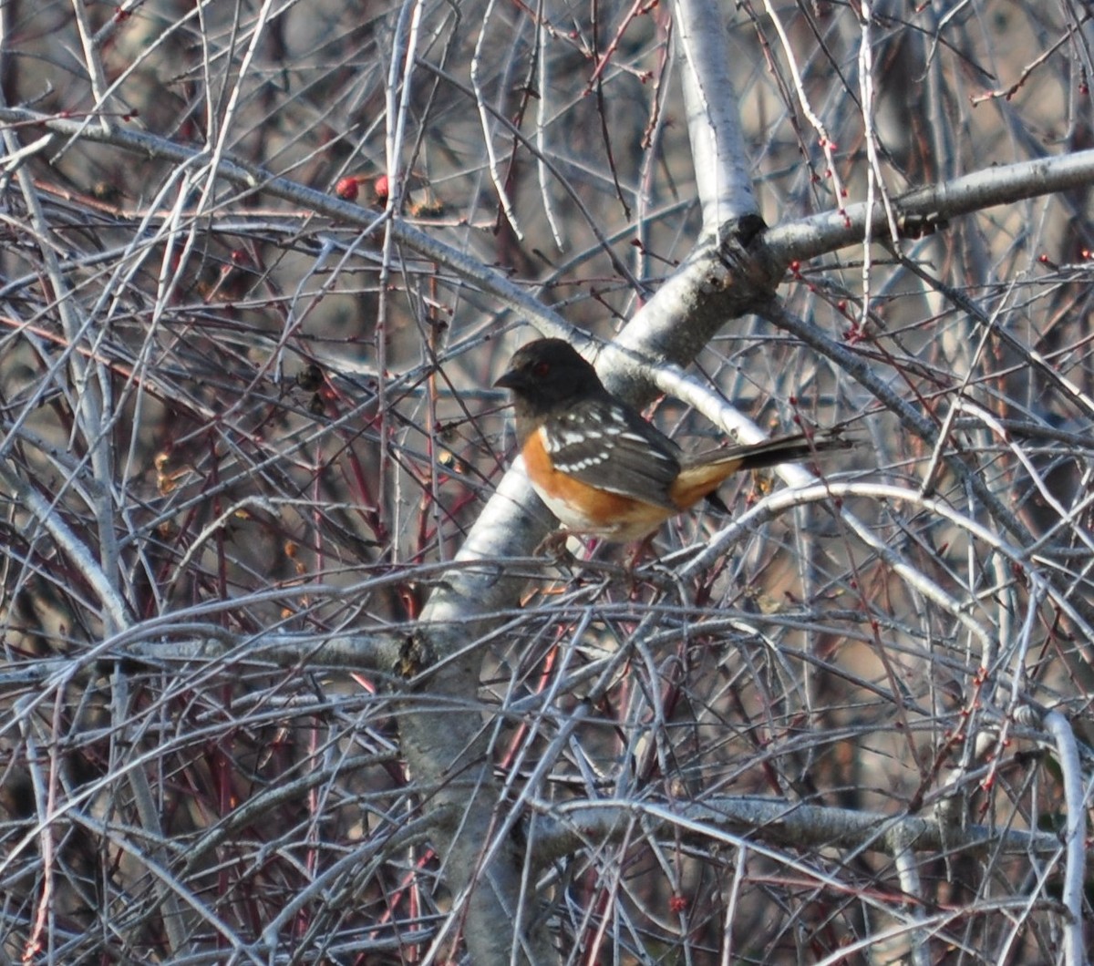 Spotted Towhee (maculatus Group) - Bill Tweit