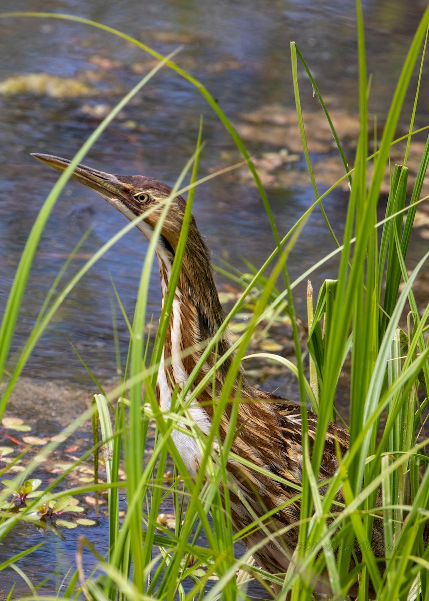 American Bittern - ML330579471