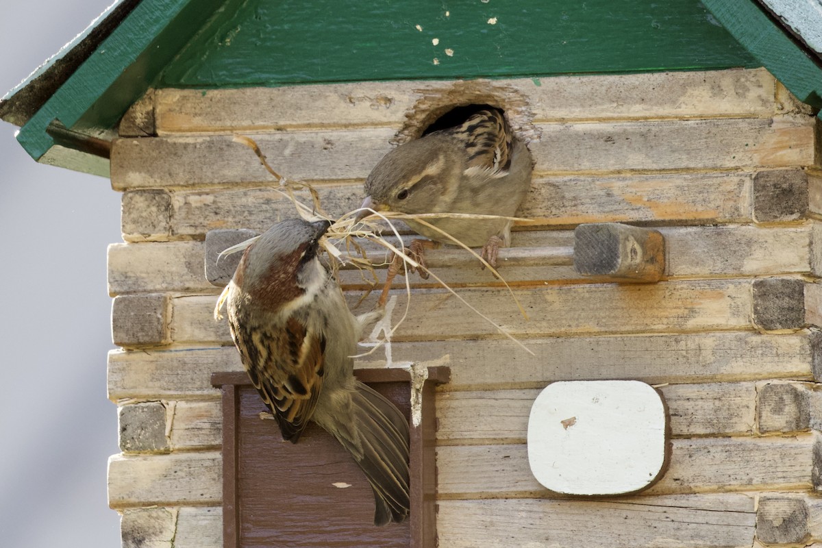 House Sparrow - ML330580511