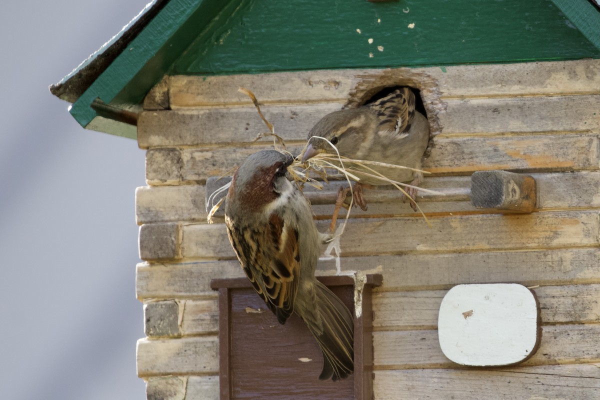House Sparrow - ML330580541