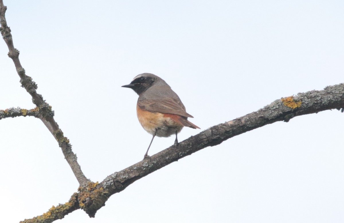 Rougequeue à front blanc - ML330580931