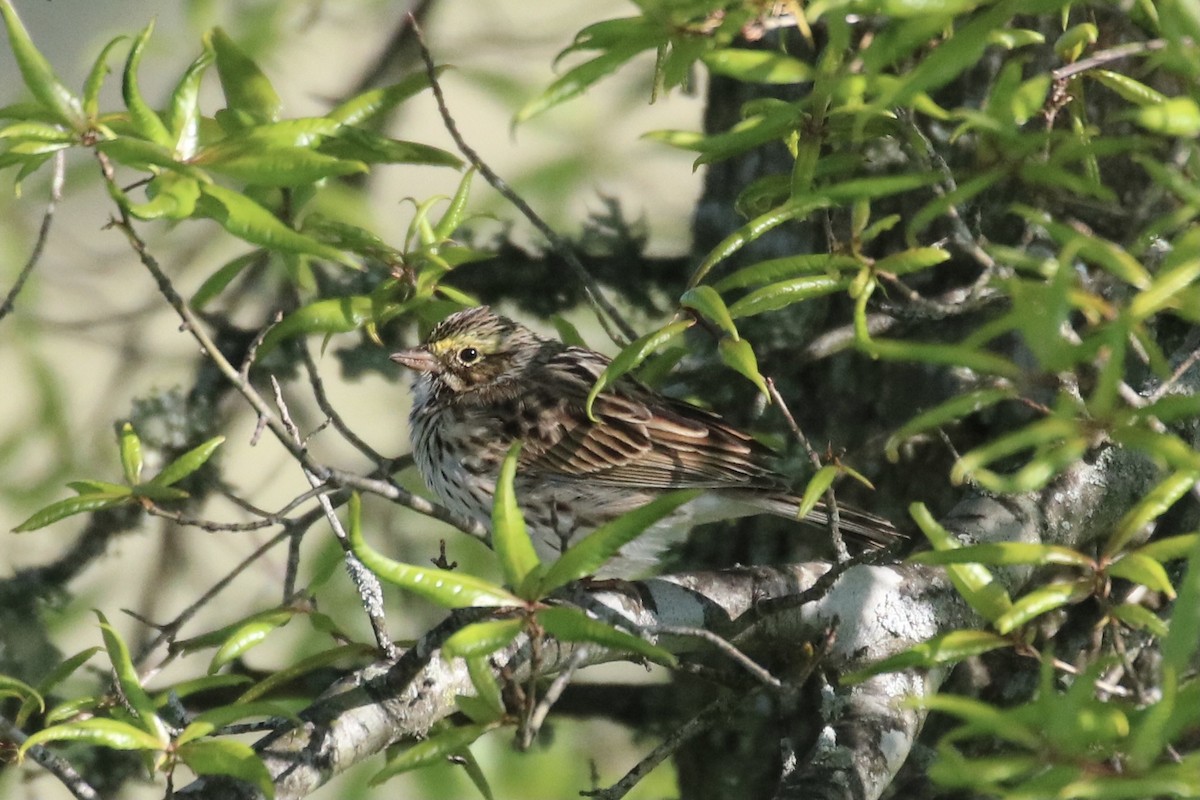 Savannah Sparrow (Savannah) - ML330581201