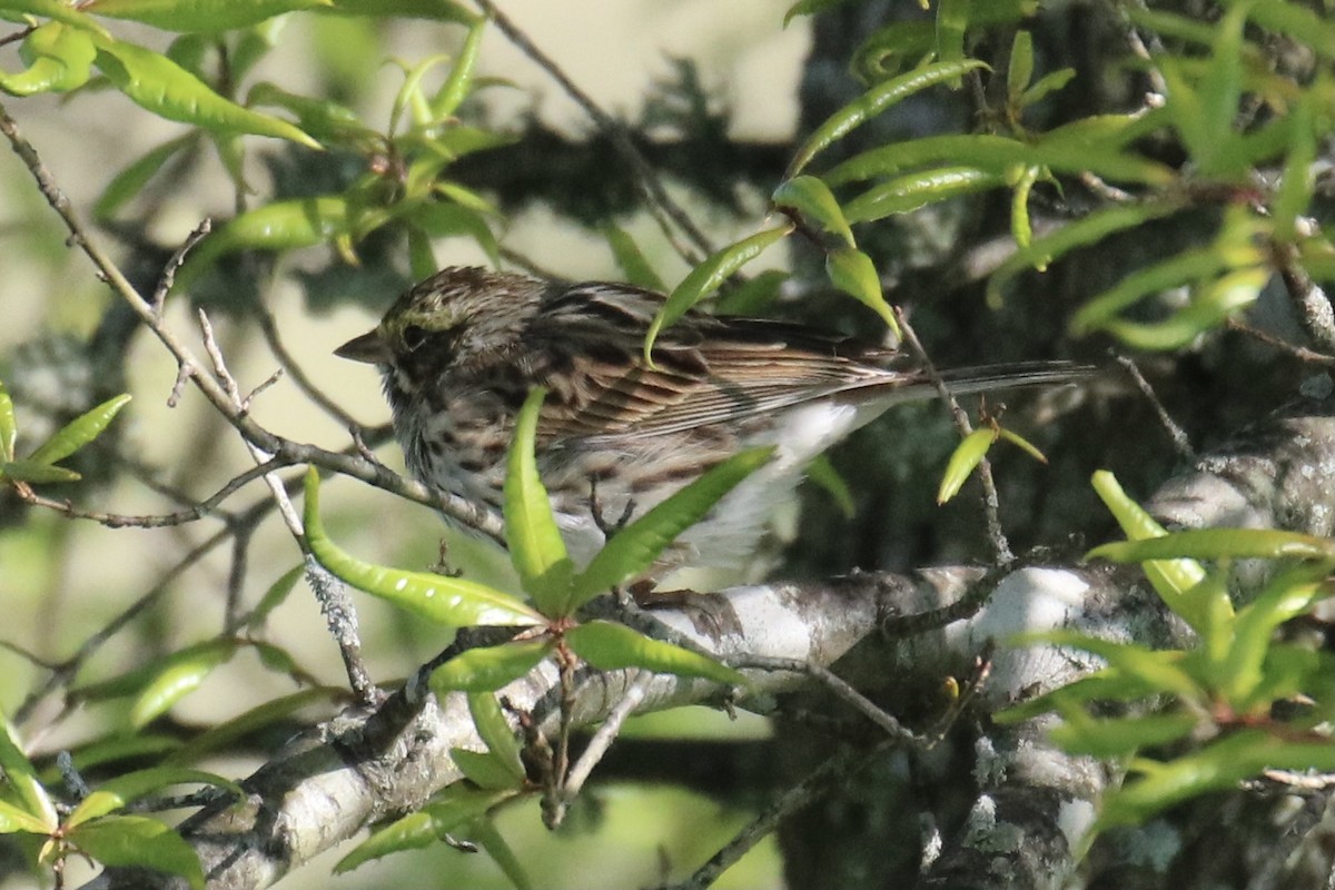 Savannah Sparrow (Savannah) - ML330581211