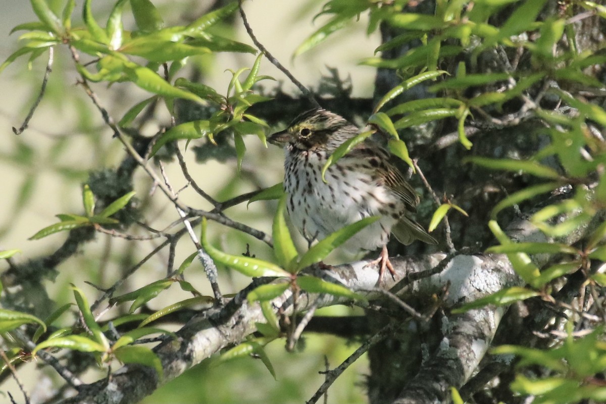 Savannah Sparrow (Savannah) - ML330581221