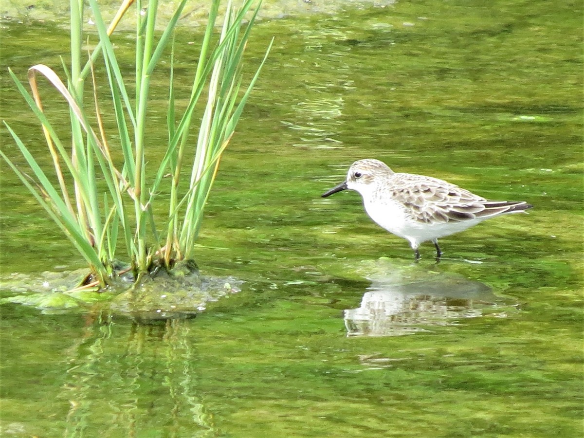 Semipalmated Sandpiper - ML330581231