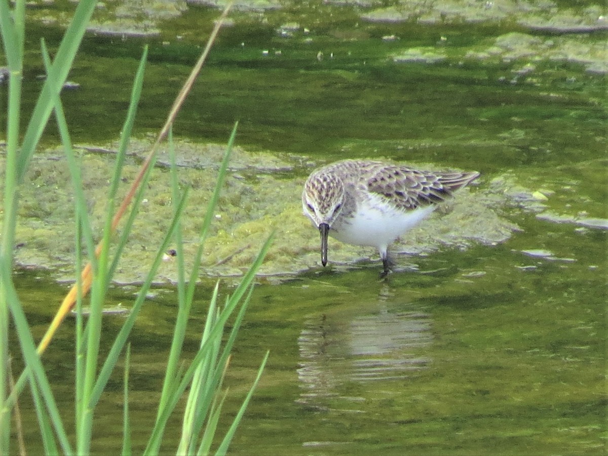 Semipalmated Sandpiper - Timothy Fennell