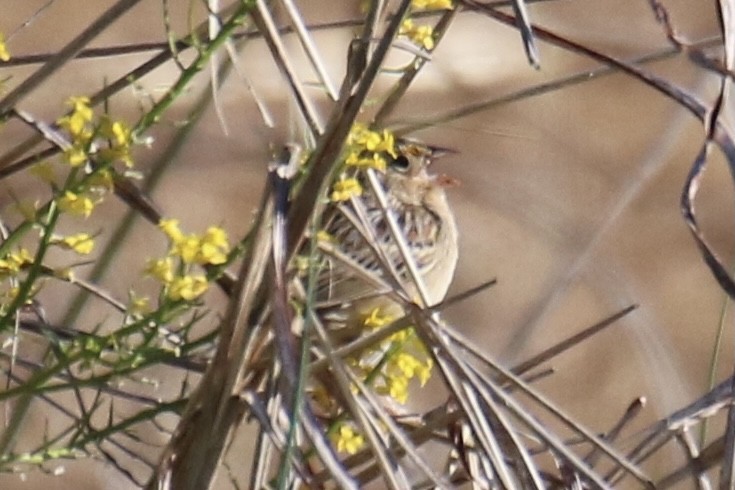 Grasshopper Sparrow - ML330581371