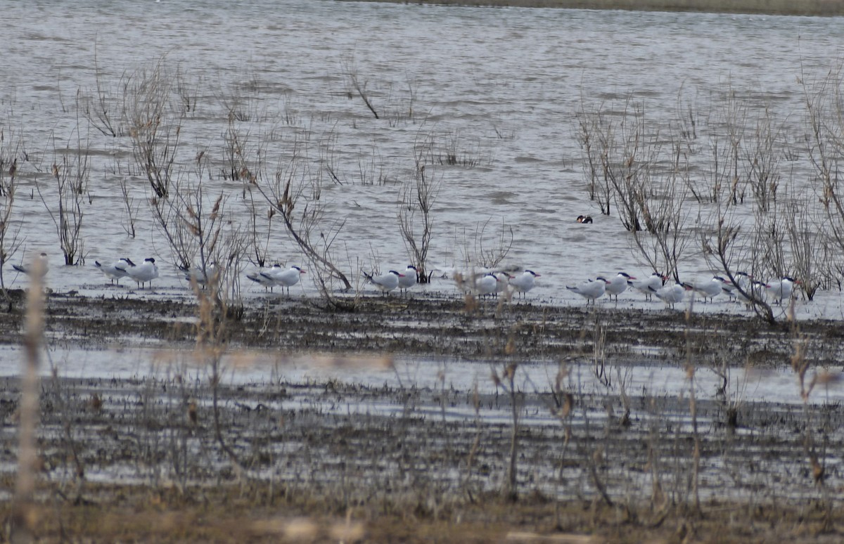 Caspian Tern - ML330581461