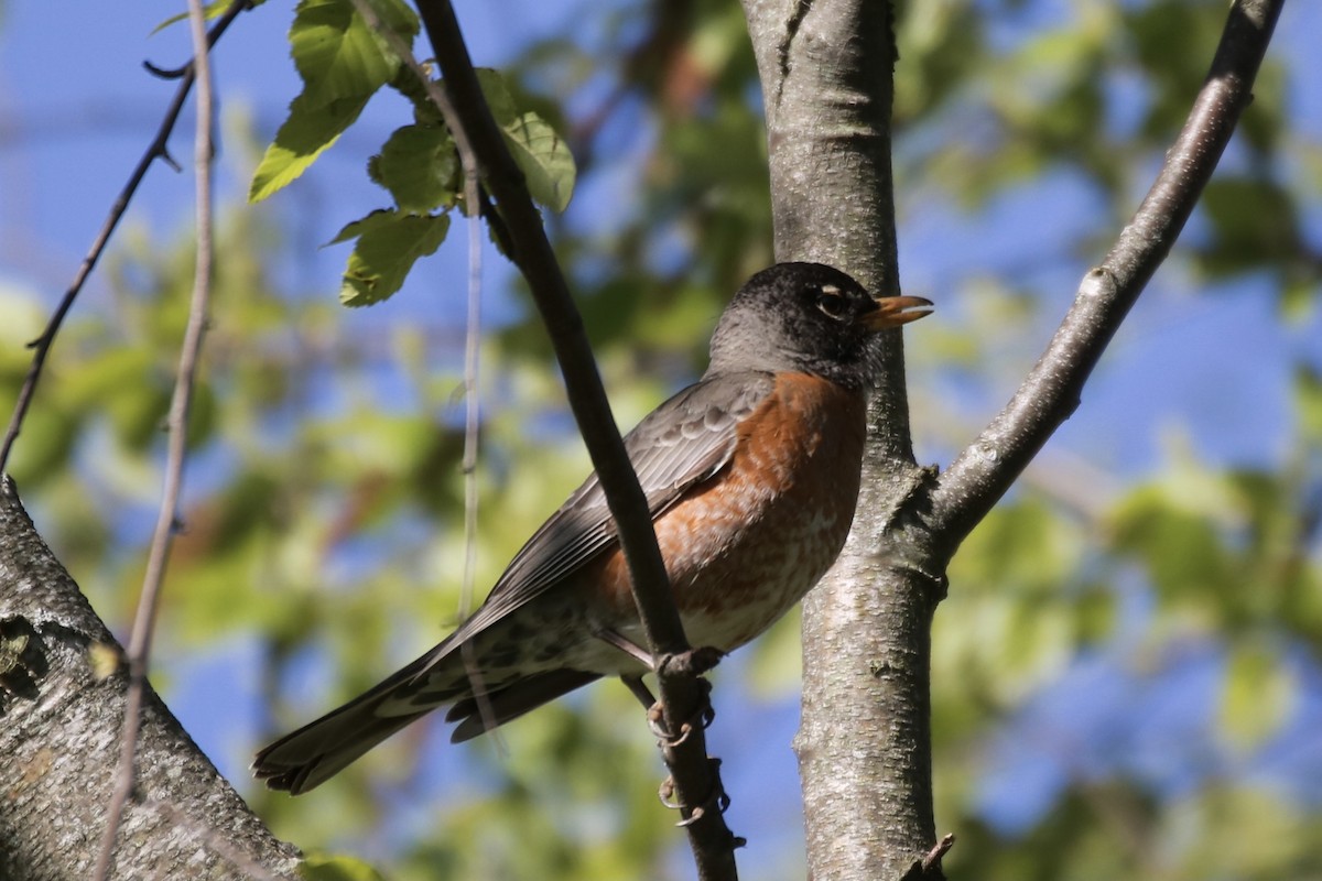 American Robin - ML330581491