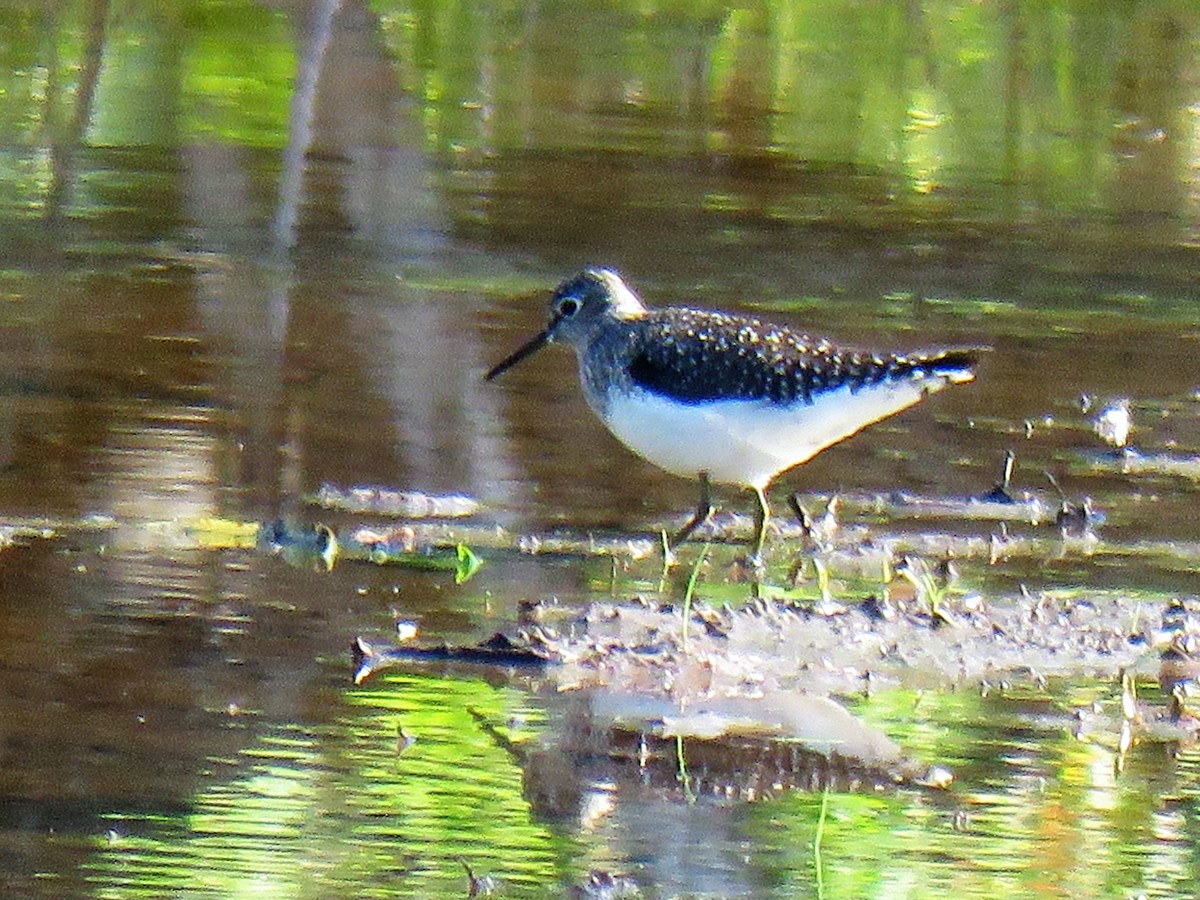 Solitary Sandpiper - ML330581961