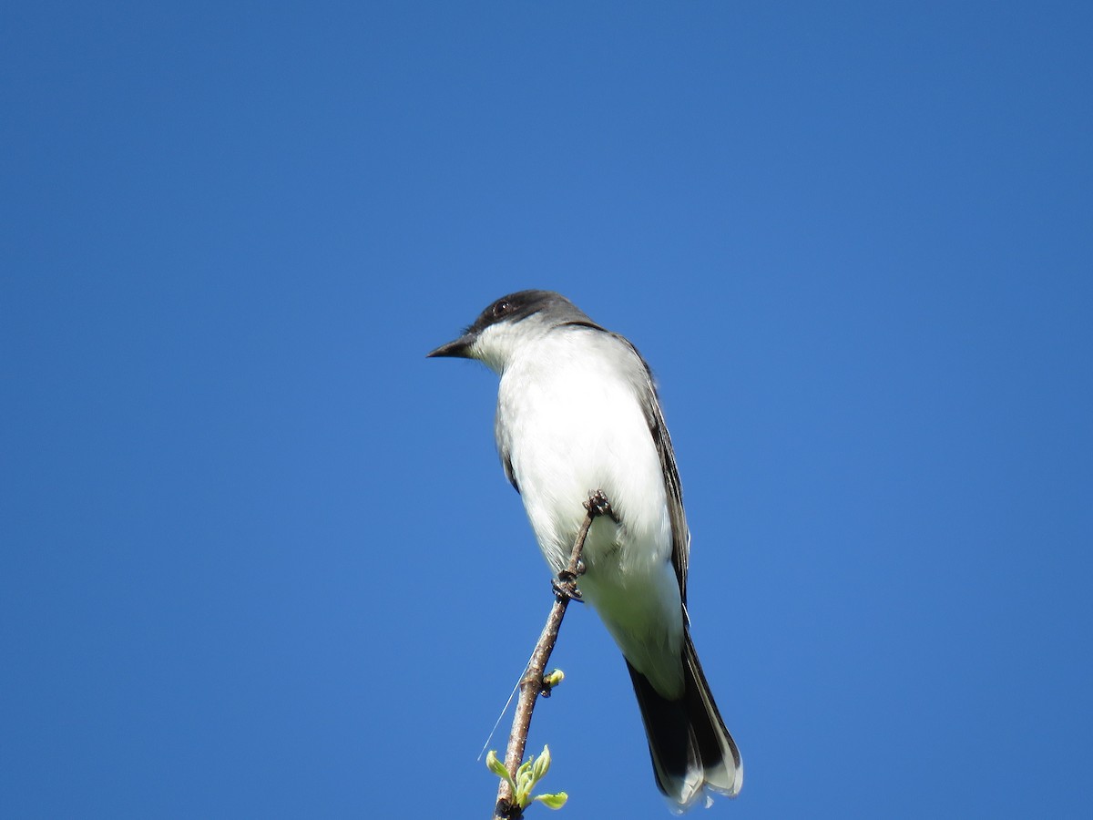 Eastern Kingbird - ML330582131
