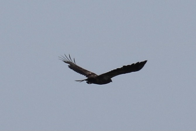 Bald Eagle - ML330583441