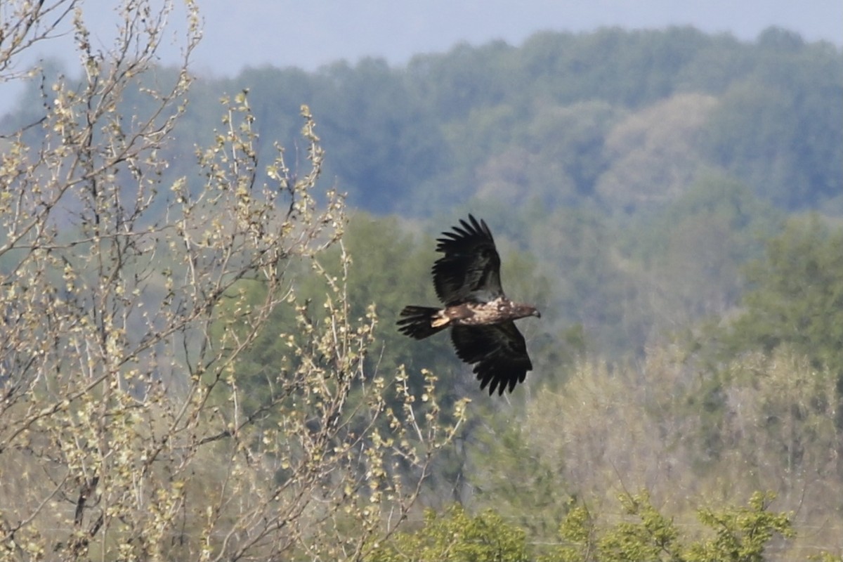 Bald Eagle - ML330583451