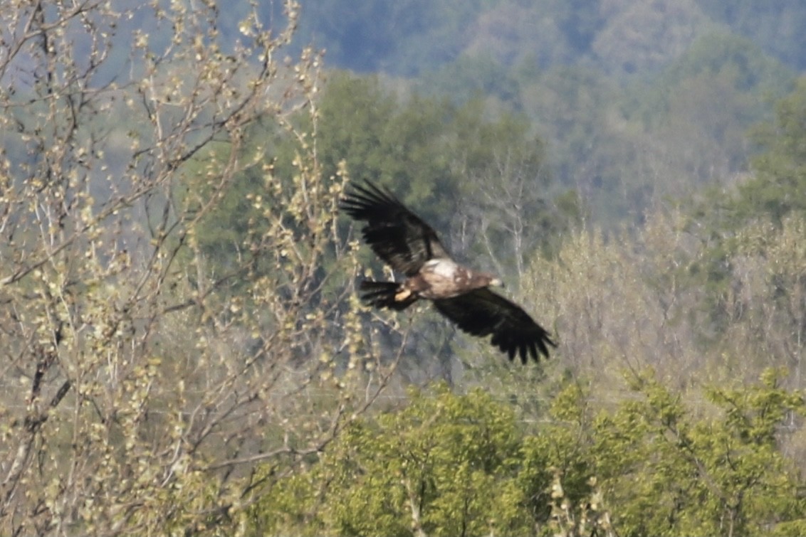 Bald Eagle - ML330583461