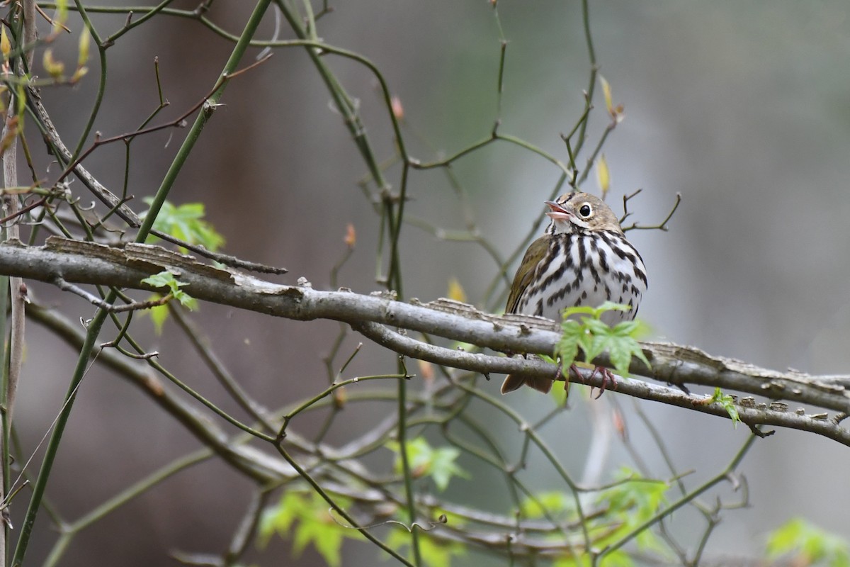 Ovenbird - ML330583671