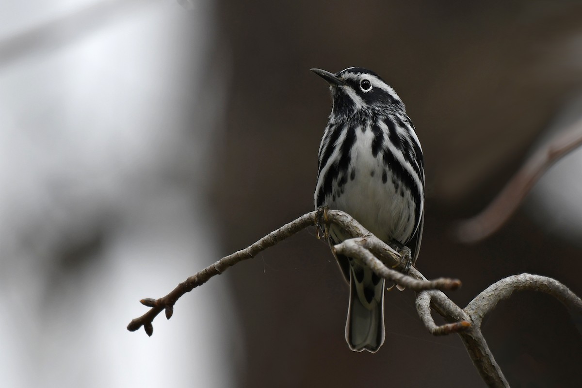 Black-and-white Warbler - ML330583711