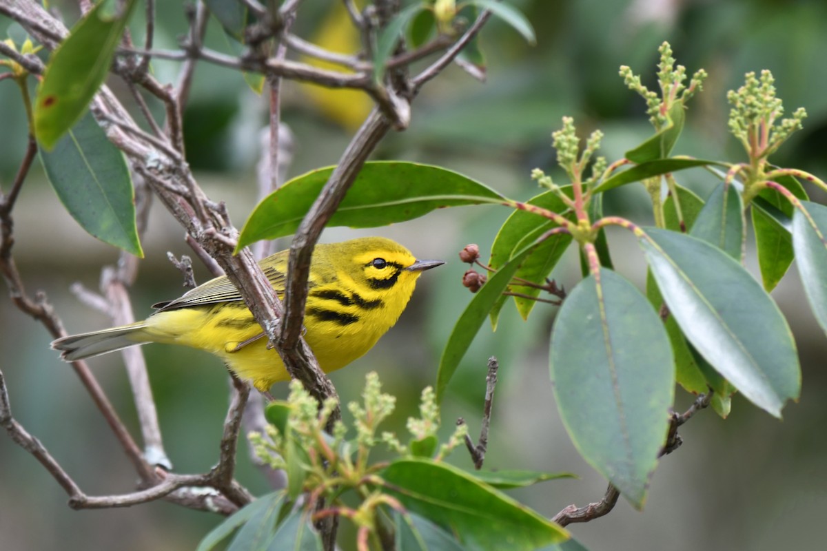 Prairie Warbler - ML330583801