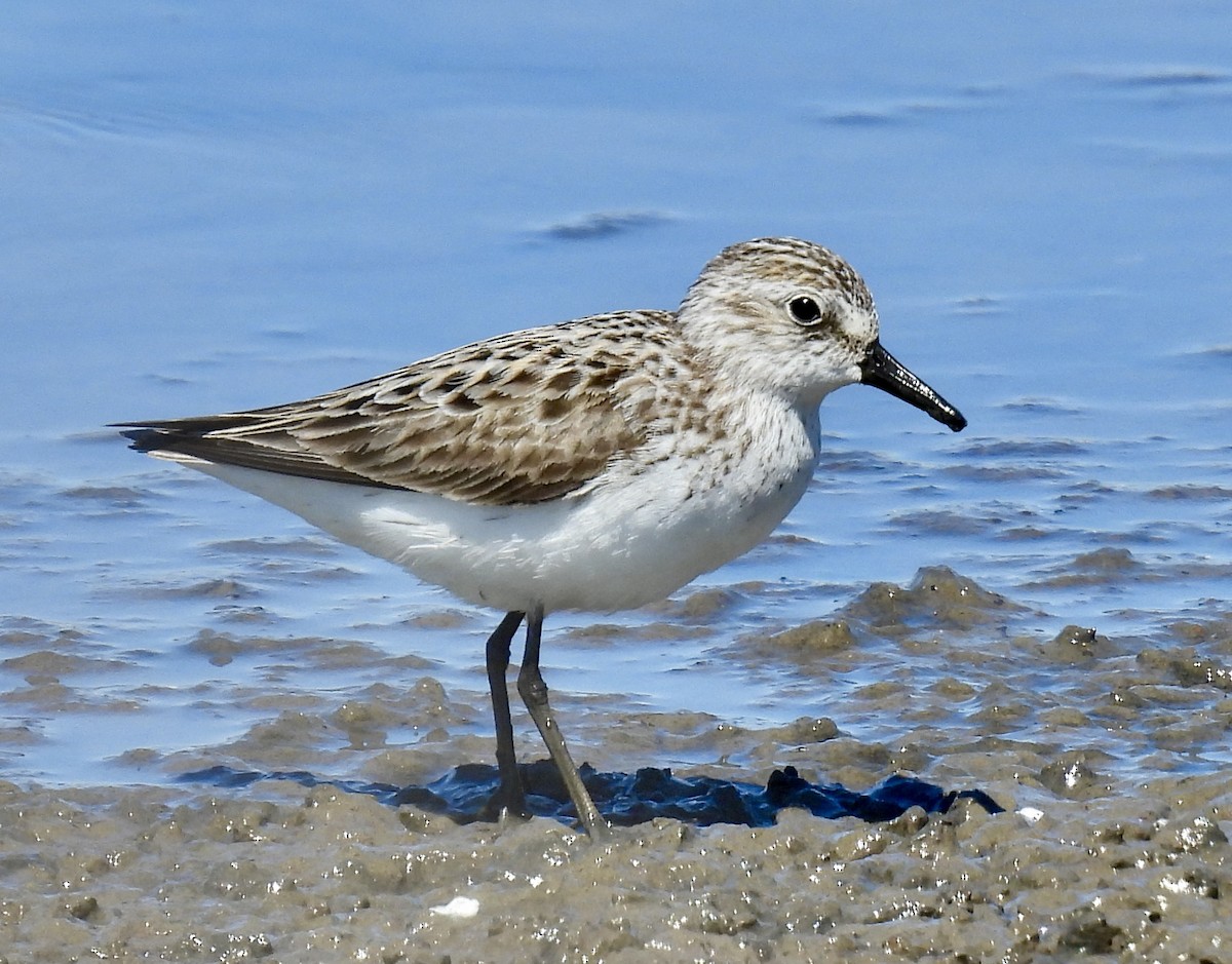 Semipalmated Sandpiper - Van Remsen