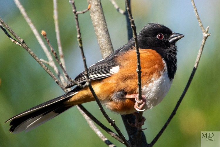 Eastern Towhee - ML330585401