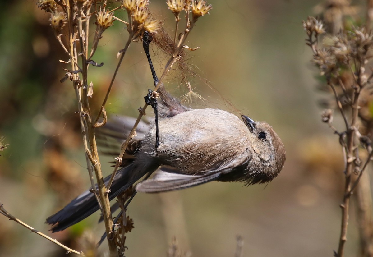 Bushtit - ML330586911