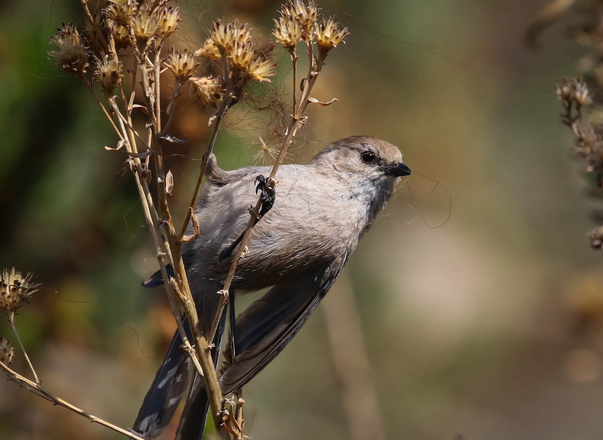 Bushtit - ML330586931