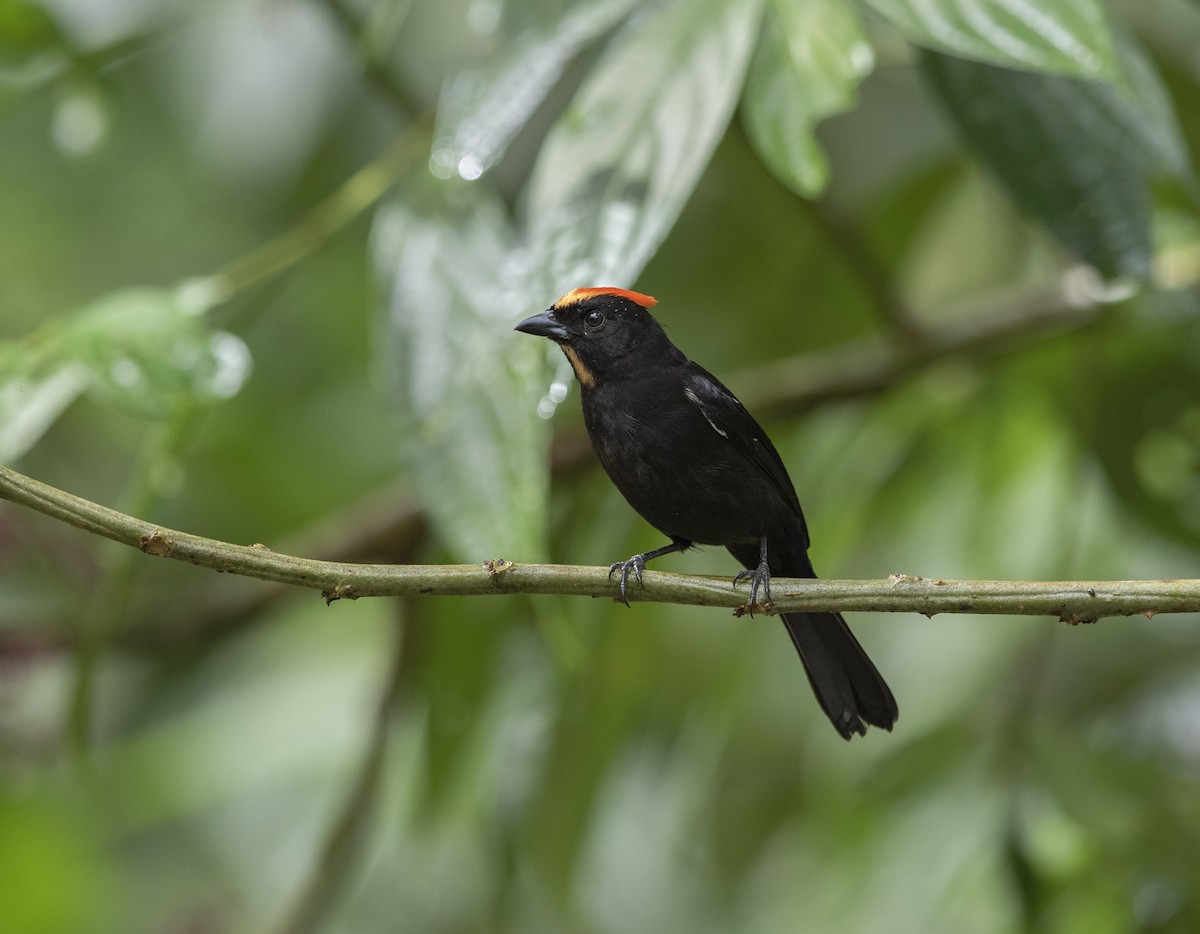 Flame-crested Tanager - ML330588541