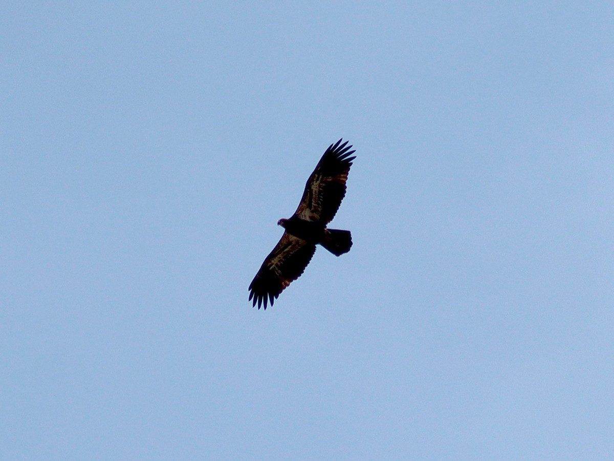 Bald Eagle - ML330591021