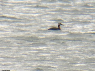 Red-necked Grebe - ML330593241