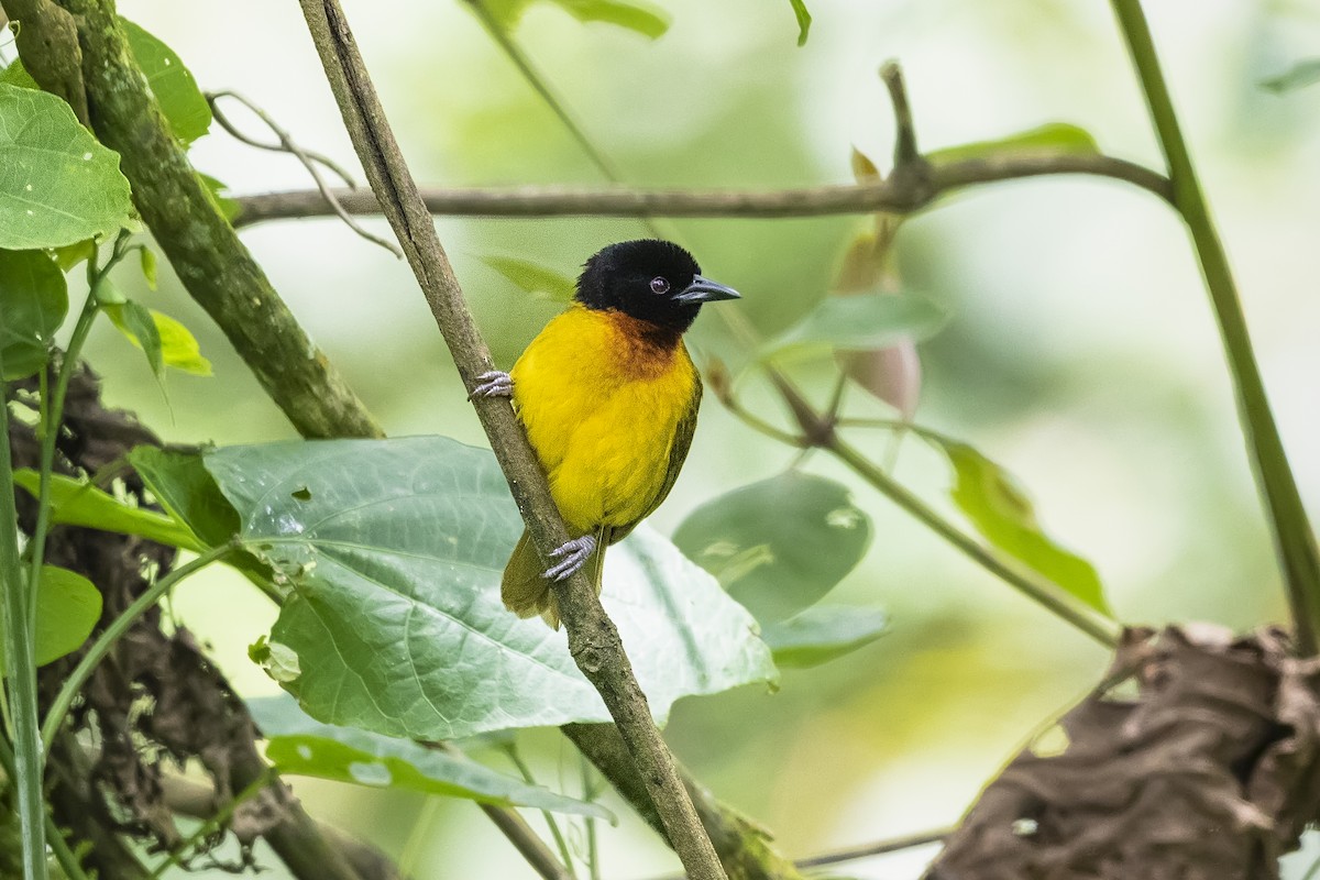 Strange Weaver - ML330593361