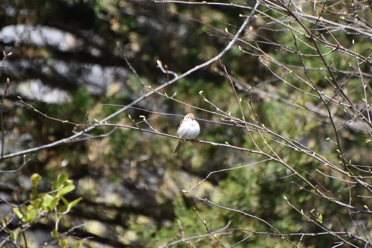 Field Sparrow - ML330594611