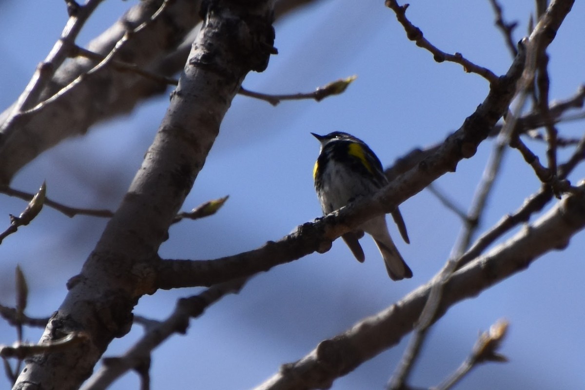 Yellow-rumped Warbler - ML330594671