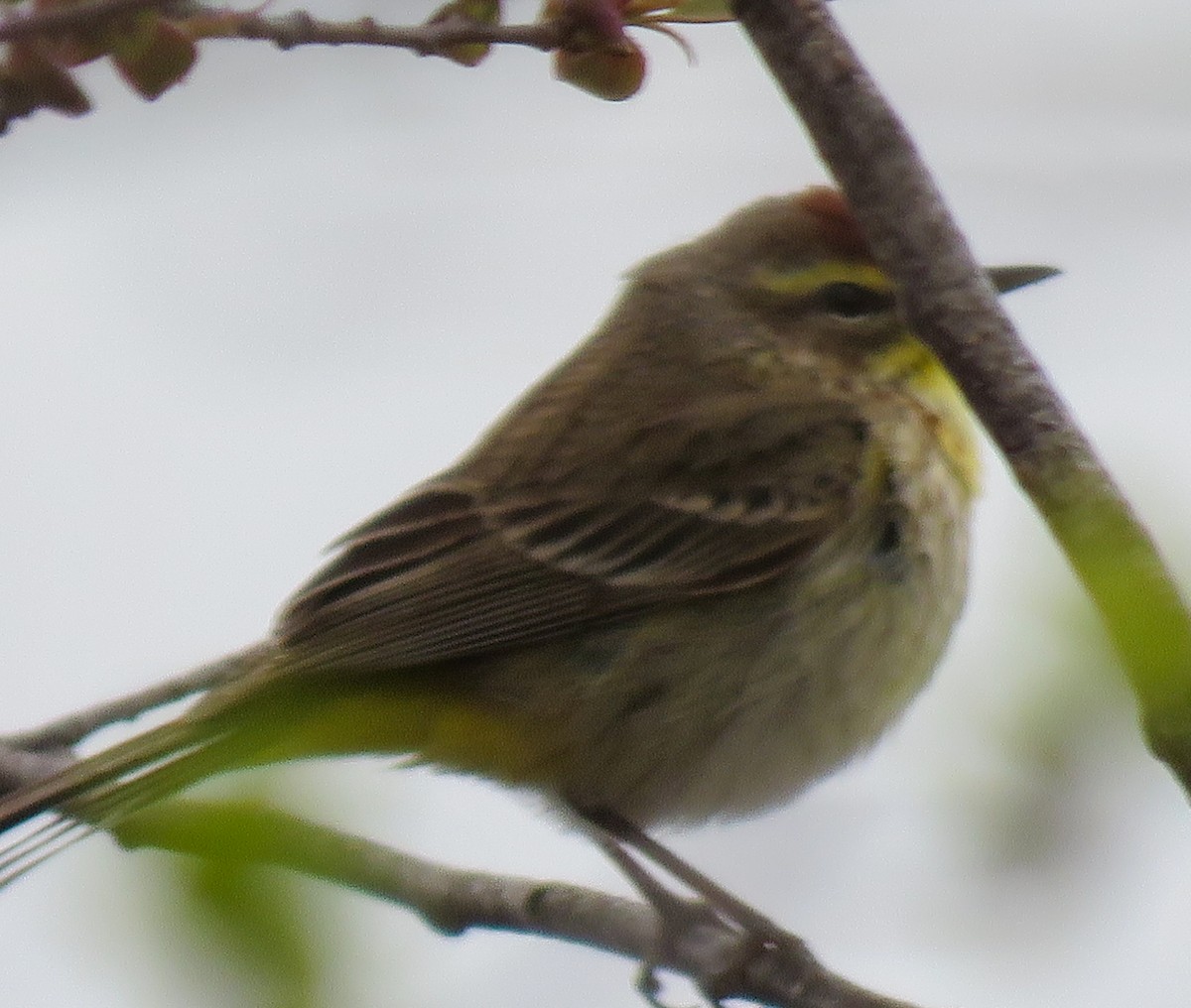 Palm Warbler - Mary Louise