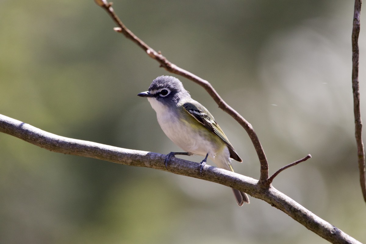Blue-headed Vireo - Joseph Hadaway