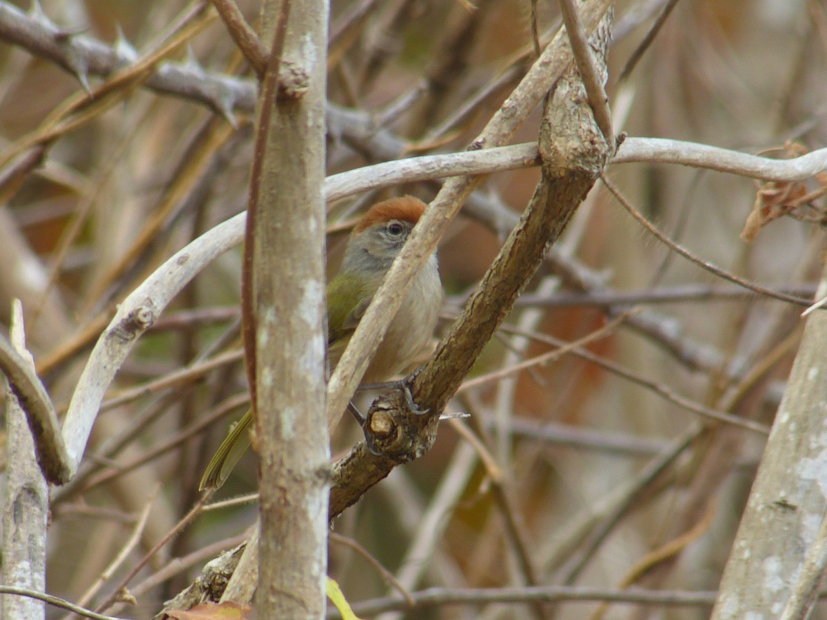 ML330598011 - Gray-eyed Greenlet - Macaulay Library