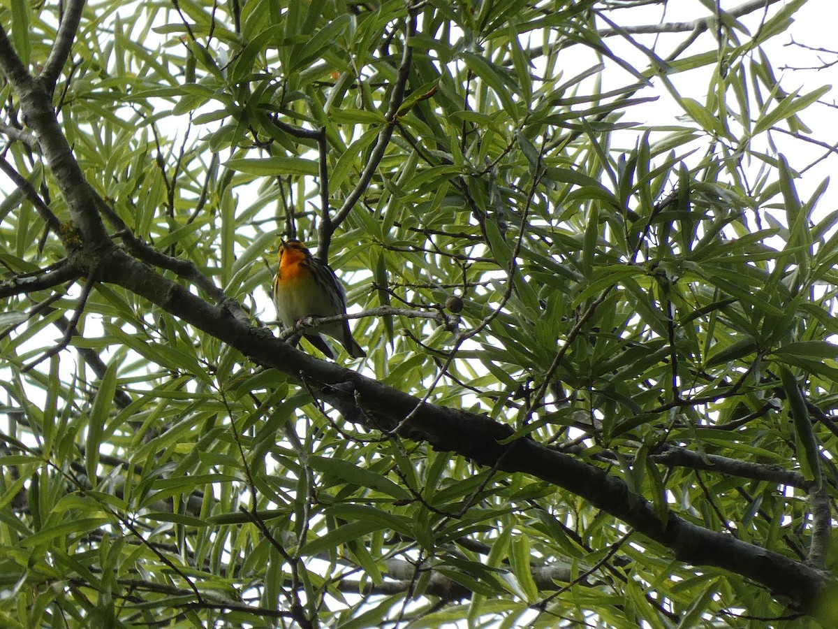 Blackburnian Warbler - ML330599241