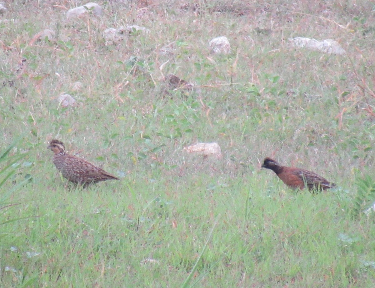 Northern Bobwhite - ML330600351