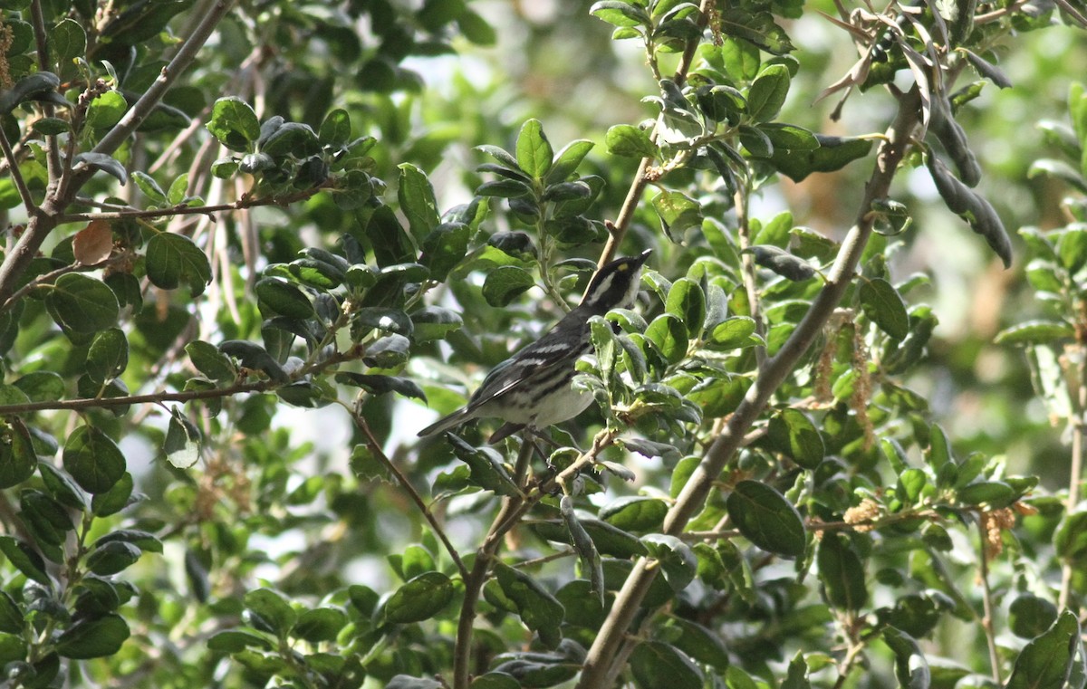 Black-throated Gray Warbler - ML330602741