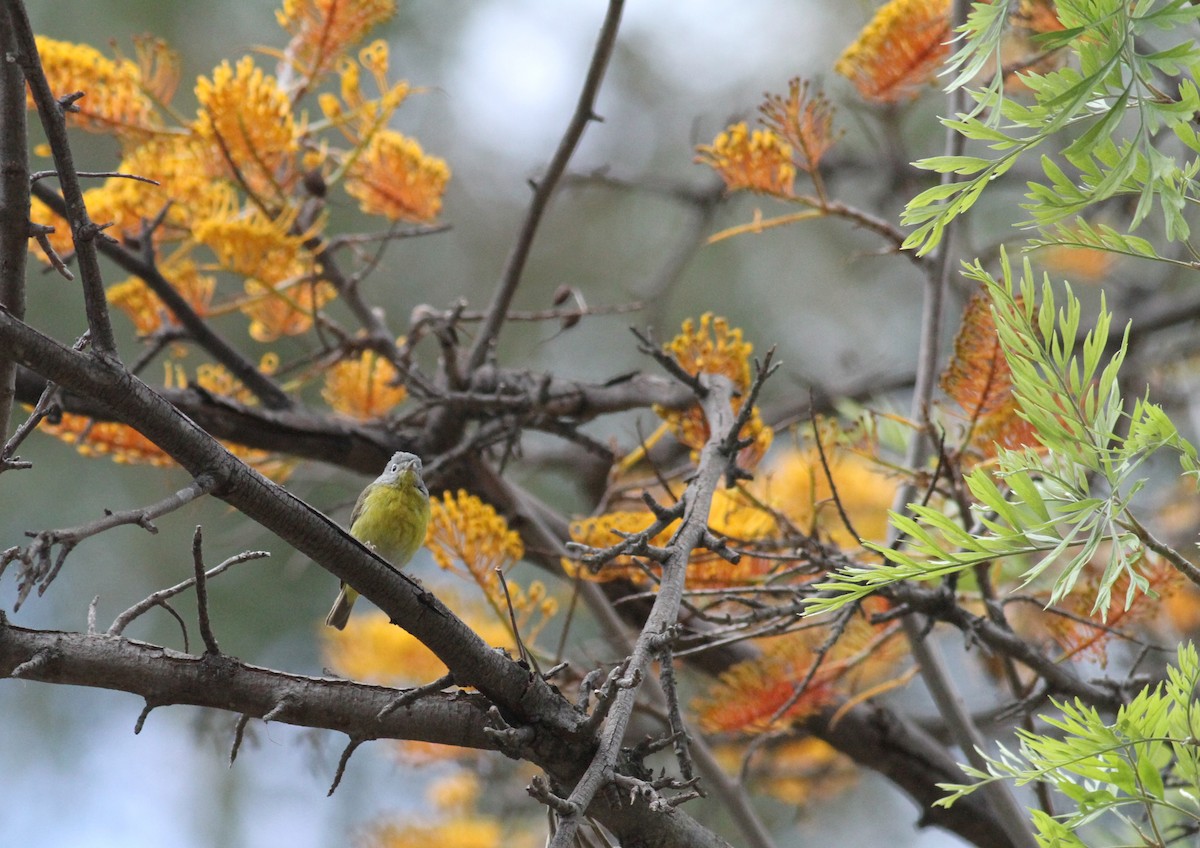 Nashville Warbler - Ryan Terrill