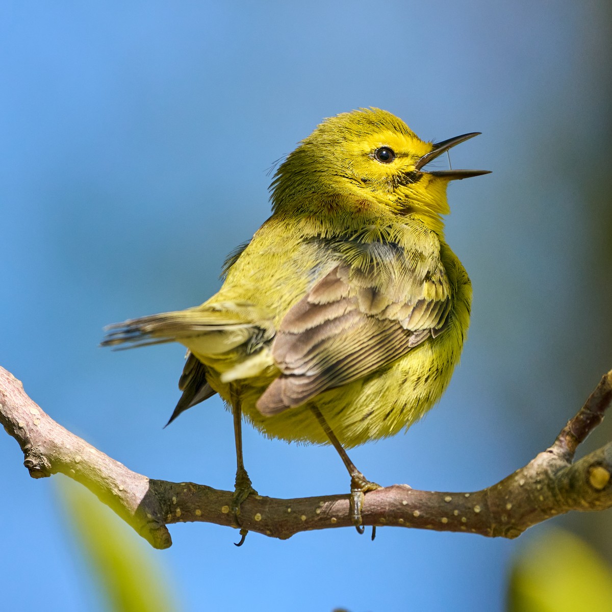 Prairie Warbler - Brennan Moore