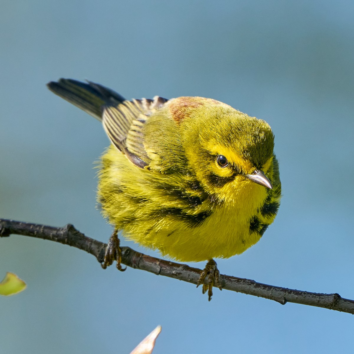 Prairie Warbler - Brennan Moore