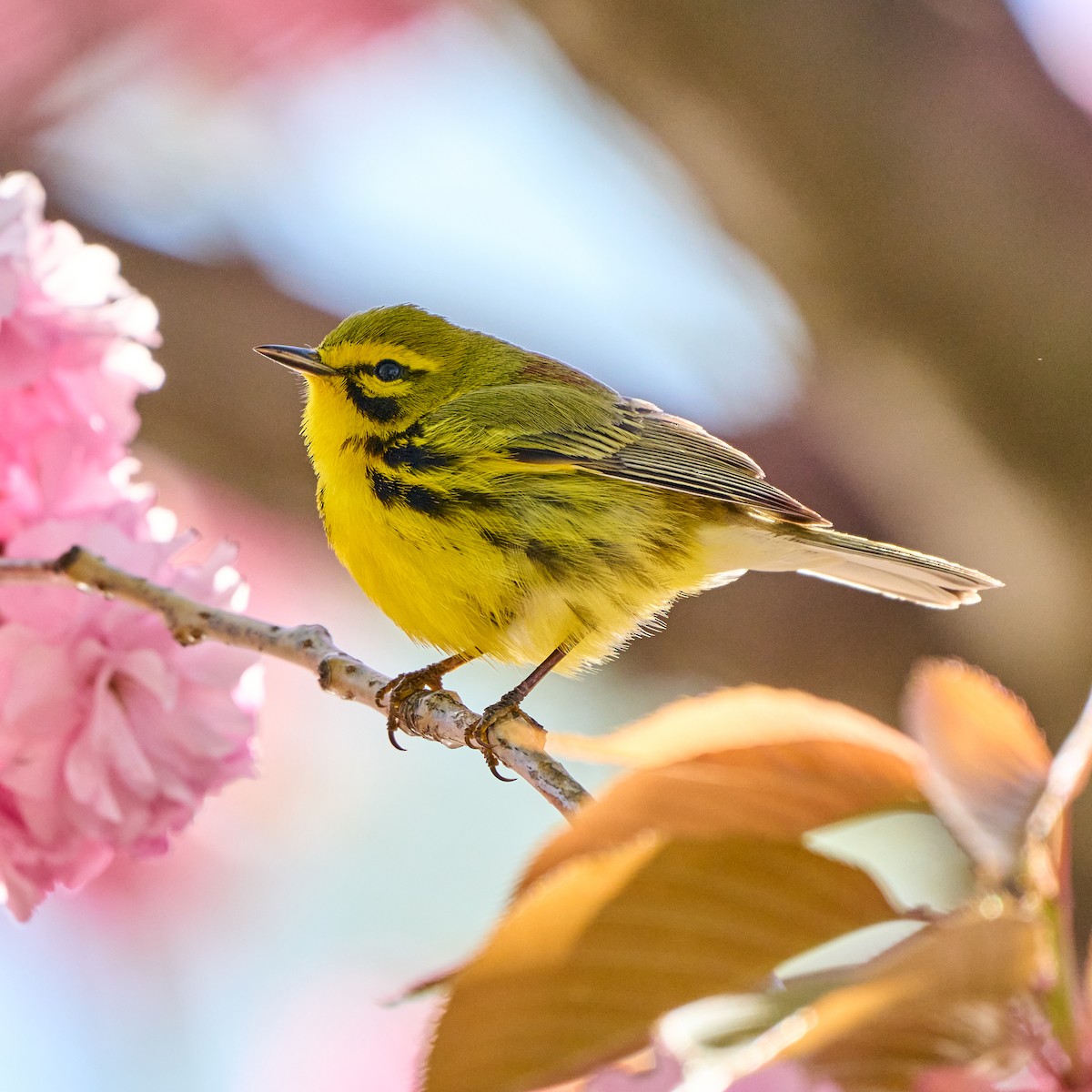 Prairie Warbler - ML330603401