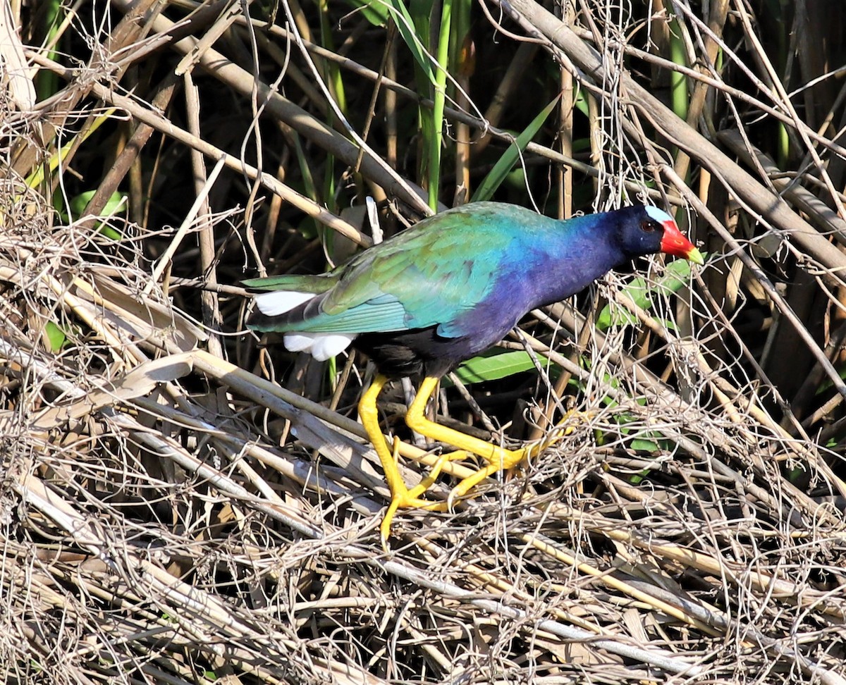 Purple Gallinule - ML330605641