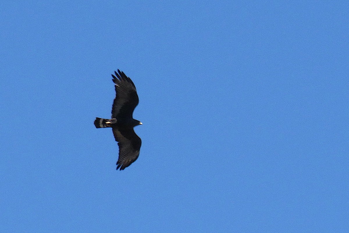 Zone-tailed Hawk - ML330605981