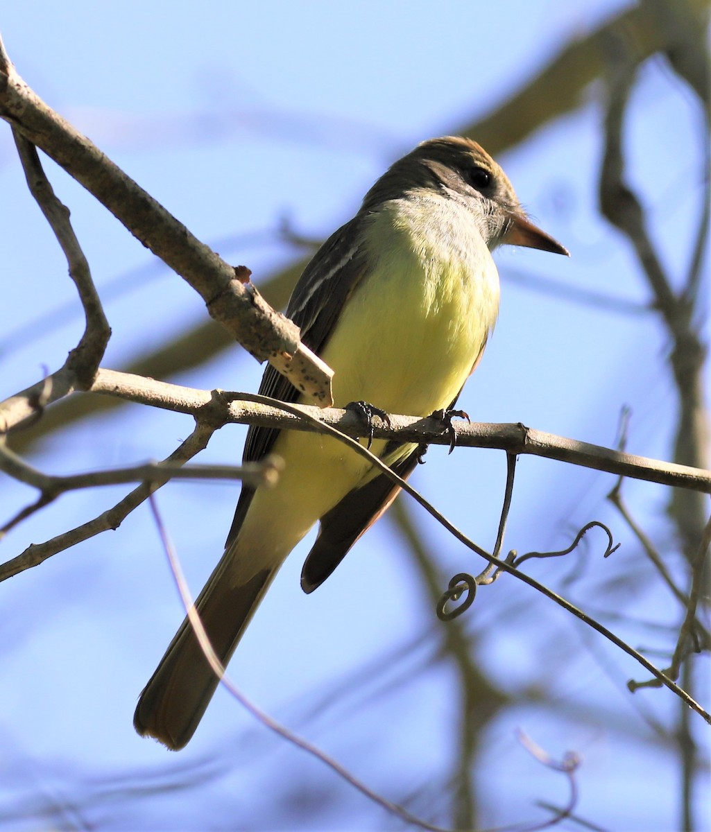 Great Crested Flycatcher - ML330606771