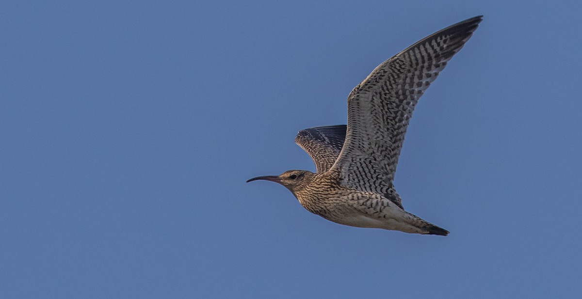 Whimbrel - Francisco Pires