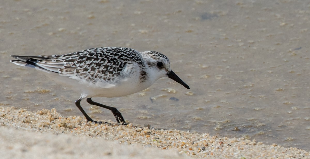 Sanderling - Francisco Pires