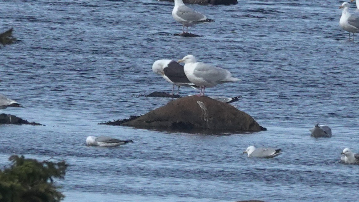 Glaucous Gull - ML330609431