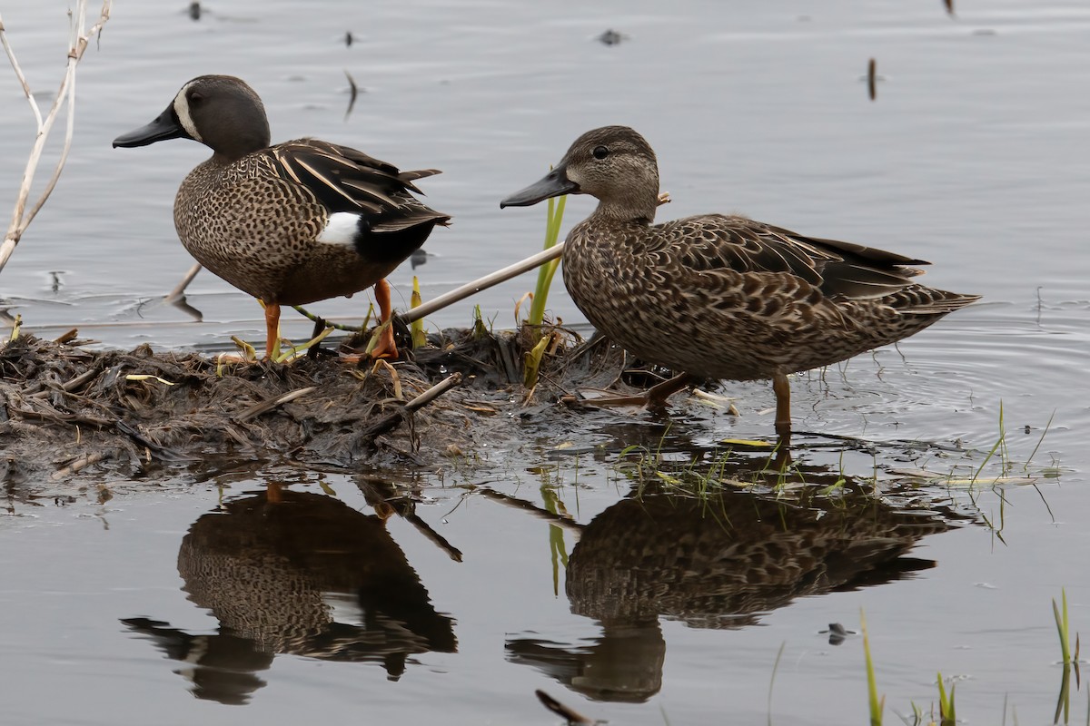 Blue-winged Teal - Mike  Jones